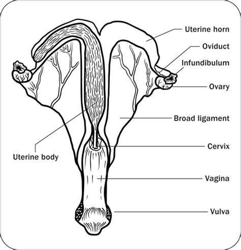 mare position|mare reproductive function.